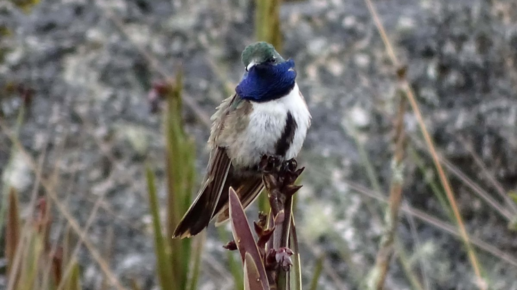 Descubren una nueva especie de colibrí en Ecuador 