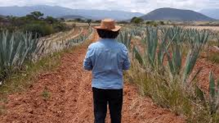 Preocupación de productores por industrialización del Mezcal