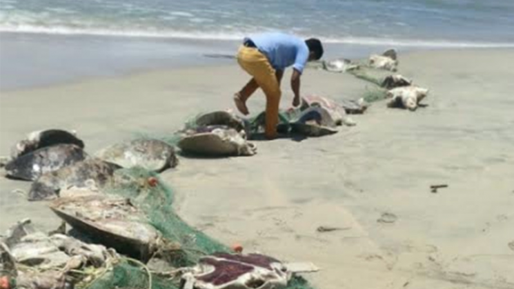 Darán cursos a pescadores para evitar muerte de tortugas 