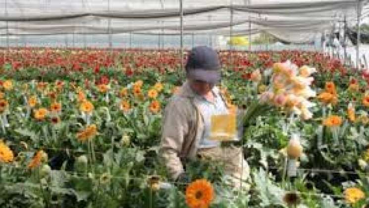 México, tercer lugar mundial en cultivo de flores 