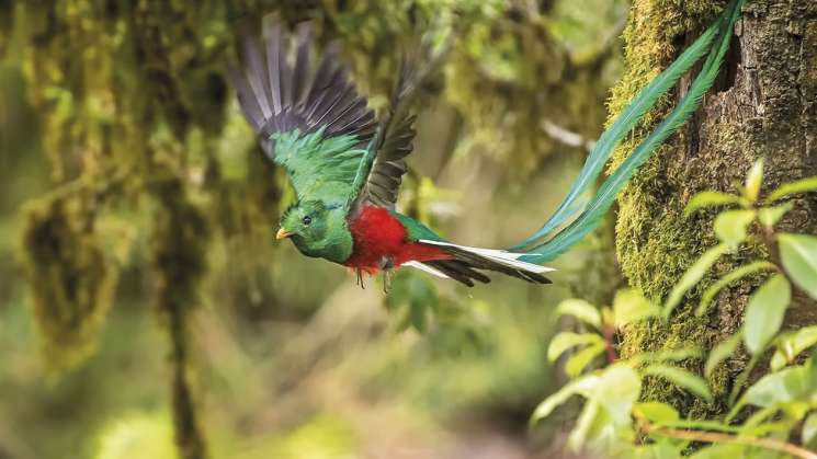 El quetzal esta en peligro de extinción