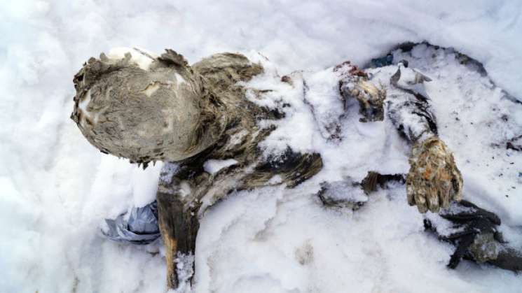 Rescatan a alpinistas sepultados 59 años en Pico de Orizaba