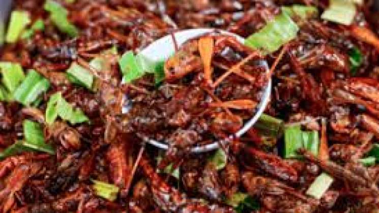 Recomiendan chapulines para evitar la obesidad y desnutrición