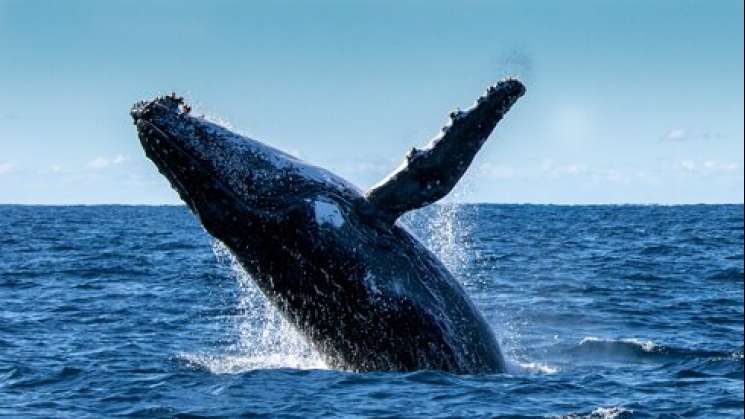 La costa Oaxaqueña, paso de ballenas para disfrute de visitantes