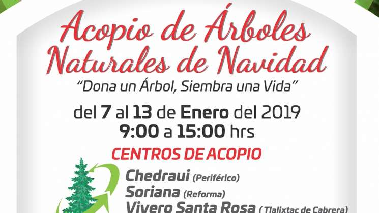 Inicia campaña de acopio y reciclaje de árboles de navidad