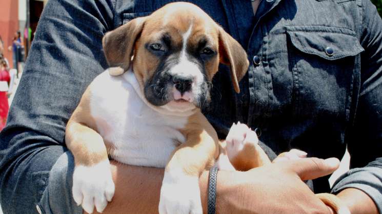 Alcaldía invita a ciudadanía a denunciar maltrato animal