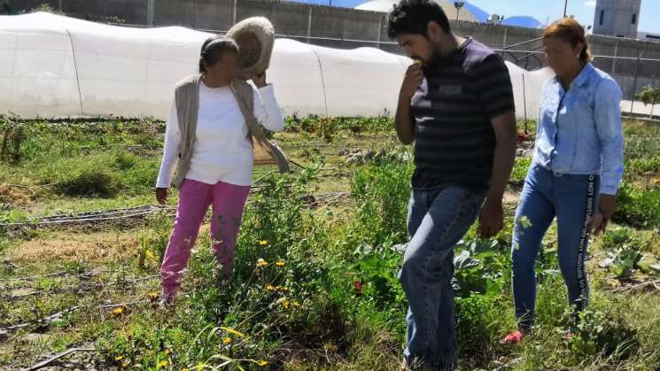 Comercializan internas de Tanivet hortalizas al público