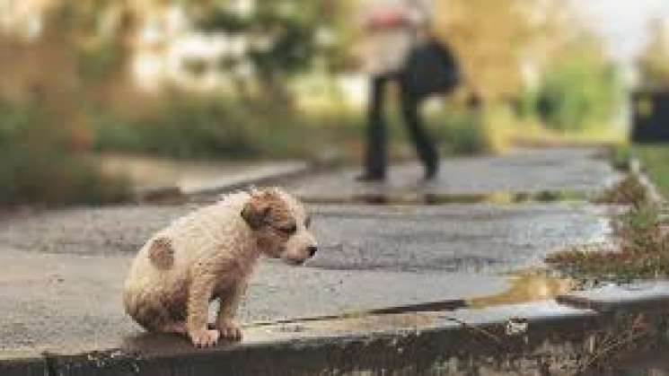 Abandonan mexicanos al 70 % de sus mascotas