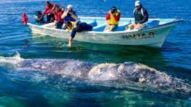  Afecta a ballenas el ecoturismo no regulado en mares mexicanos 