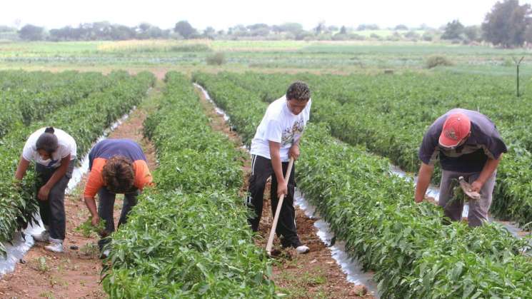 Sedapa destinó más de 8 mil mdp al campo oaxaqueño en 2018