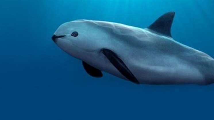 ASF revela desvío de 7.2 mdp que afectó apoyo a Vaquita marina