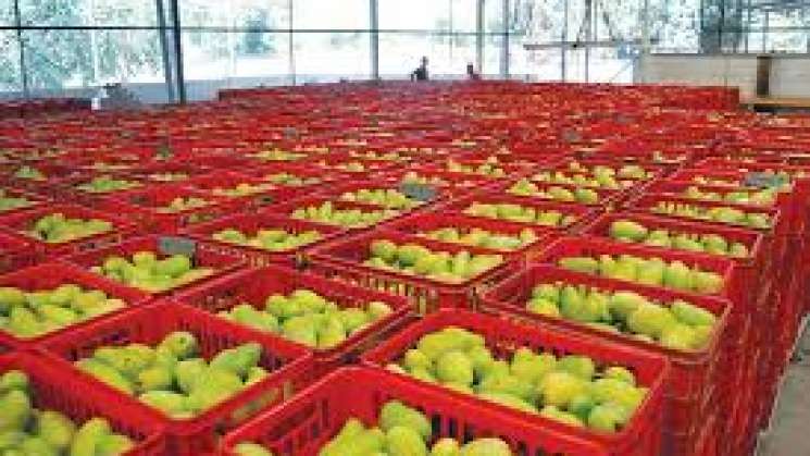 Exporta Oaxaca más de 39 mil toneladas de mango