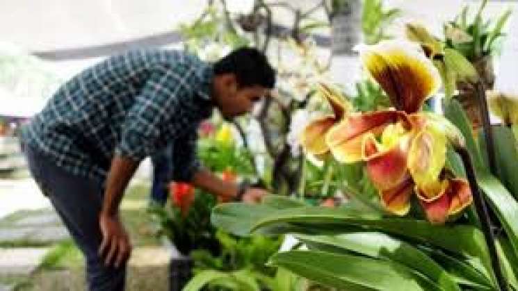 Por deforestación, las orquídeas en Oaxaca se extinguen