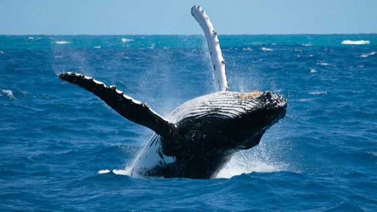 Ballena jorobada arriba en primavera a costas mexicanas