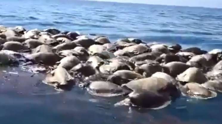 Sin causas aparentes mueren 100 tortugas en playas de Guerrero  