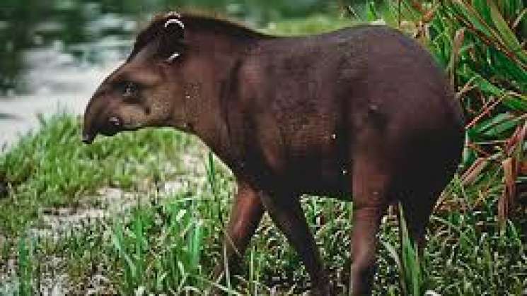 Tapir mexicano se reducirá a la mitad en 30 años