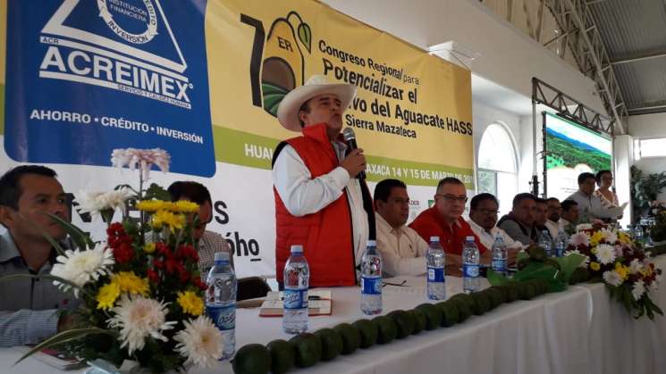 Se impulsa la producción y exportación de aguacate oaxaqueño