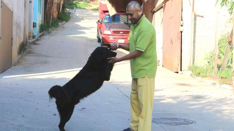 Atienden denuncias el Juzgado especializado en maltrato animal 