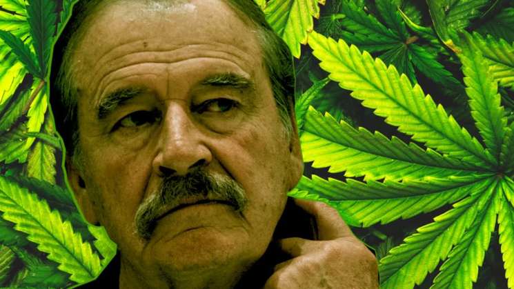   Investiga Cofepris a empresa de cannabis ligada a Vicente Fox