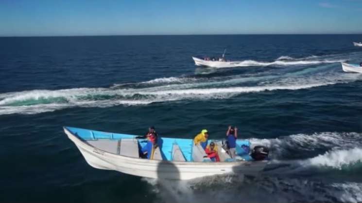 Revela ONG: Pescadores atacantes de Marina, pescadores furtivos