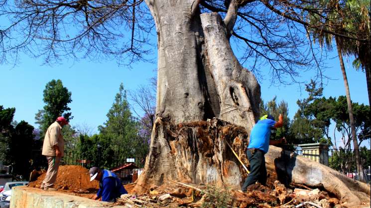 Atiende Gobierno capitalino árbol de higo de la Capilla de Belén