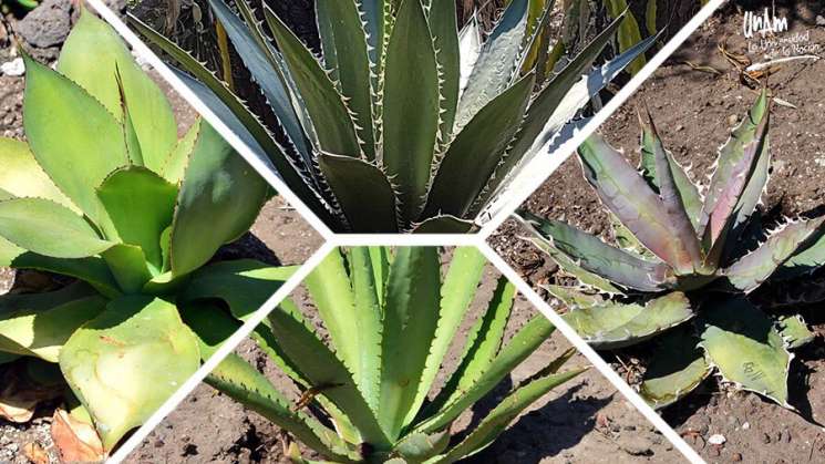 Científicos de la UNAM descubrieron 4 nuevas especies de agave