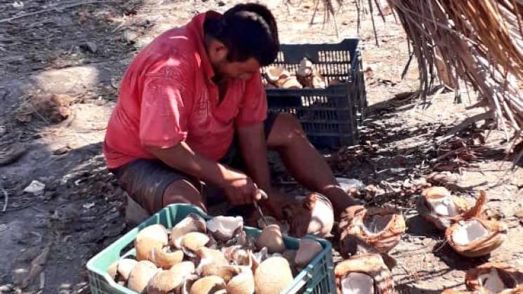 Oaxaca, cuarto lugar a nivel nacional en producción de copra