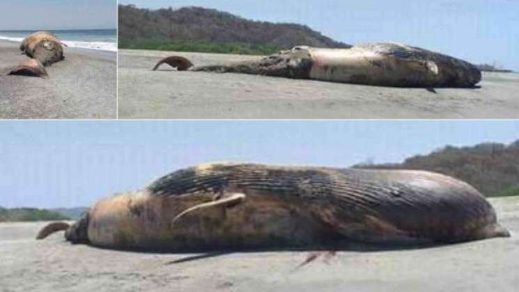 Hallan ballena jorobada muerta en playas de Oaxaca