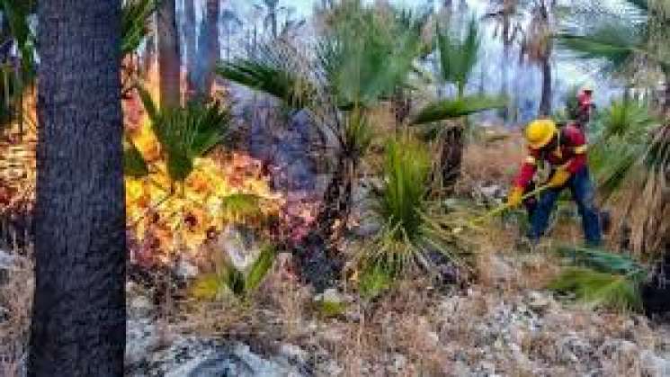 Controla Coesfo cuatro incendios más en la entidad