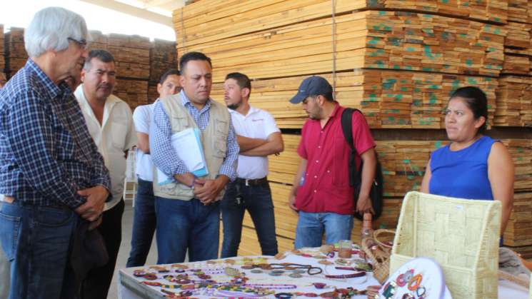 Oaxaca, tercer lugar nacional en producción maderable   