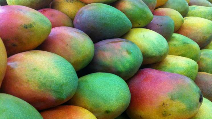 Oaxaca rebasará meta de exportación de mango en 2019