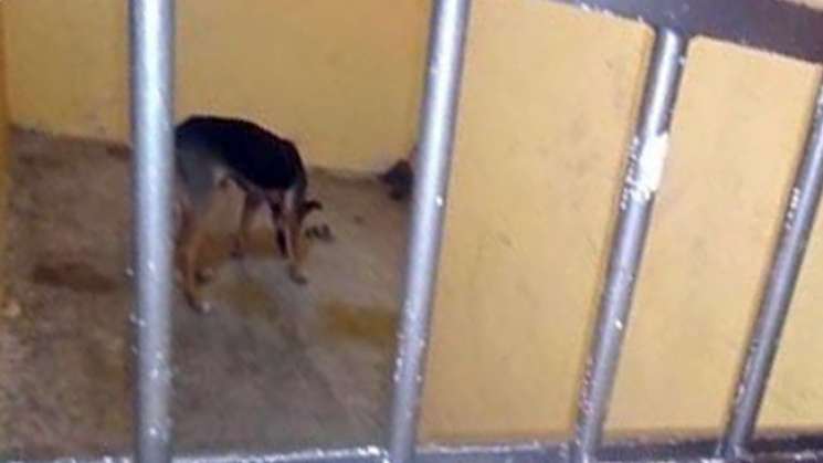 Liberan a perro encarcelado en comunidad de Oaxaca