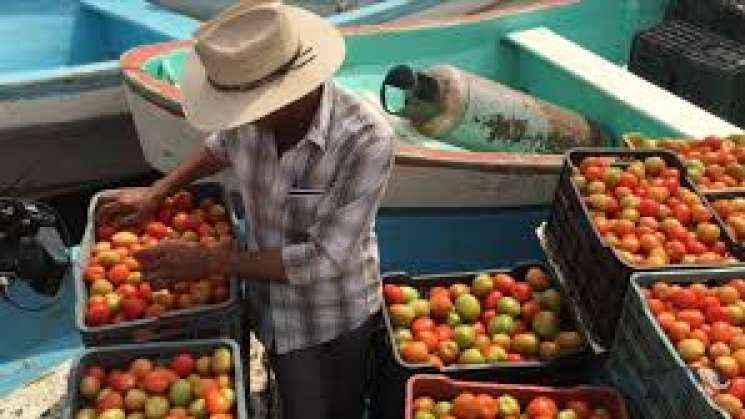 350 mdd costarán cuotas al tomate exportado a EU