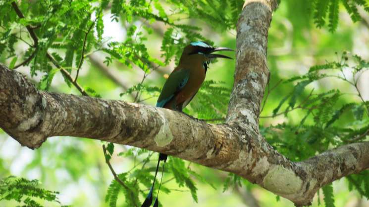 Pájaro Toh, fuente de mito y leyenda maya