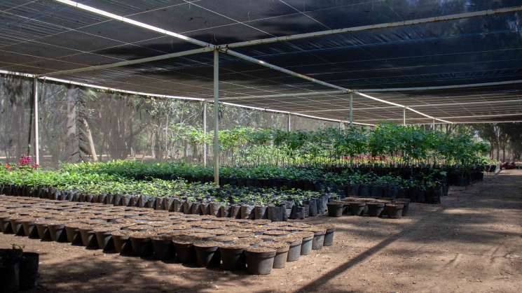  Cuenta Bosque El Tequio con vivero forestal                  