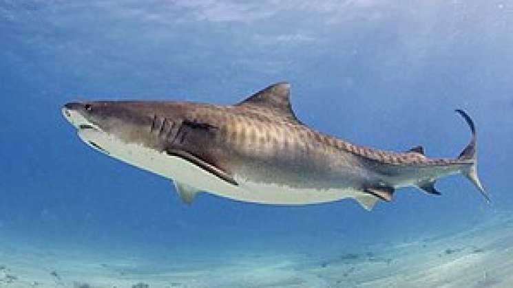 Se ha reducido hasta en 90% la población de tiburones en el mundo