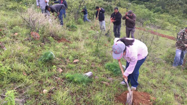 Oaxaca restaurará 2,267 hectáreas forestales   