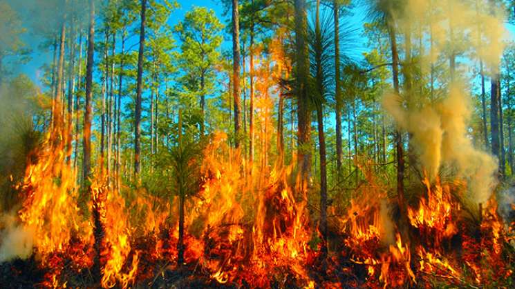 484 mil 355 hectáreas afectadas por incendios en el país: Conafor