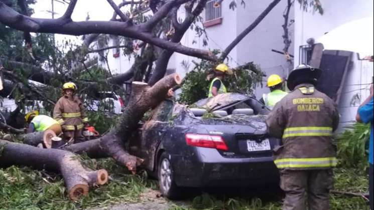 Intensas lluvias provocan caída de 30 árboles en Huatulco