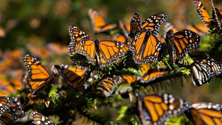 Julio, Mes de la Mariposa Monarca