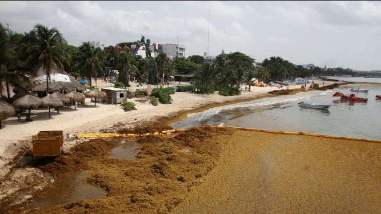 Llegada de isla de sargazo es falsa: investigador UNAM