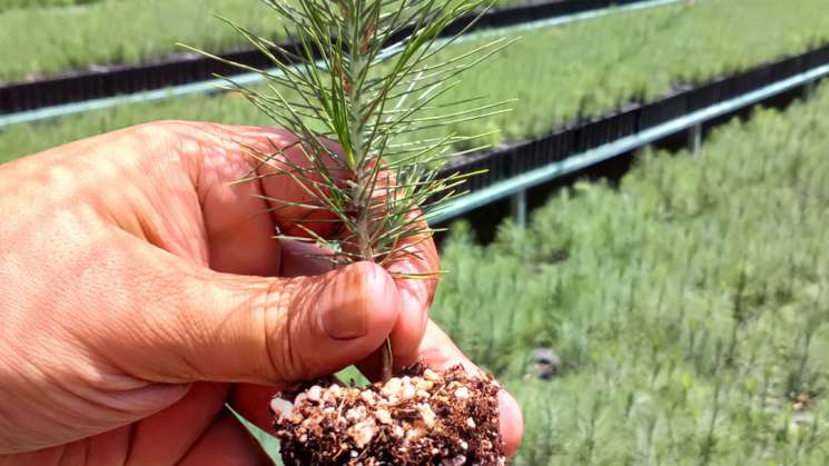 Listas 2.5 millones de plantas para reforestar en Oaxaca