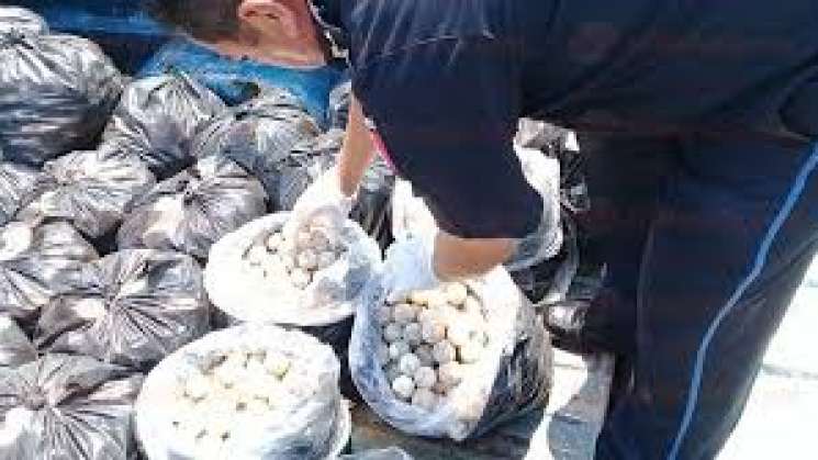 Aseguran en Oaxaca cargamento de huevos de tortuga marina