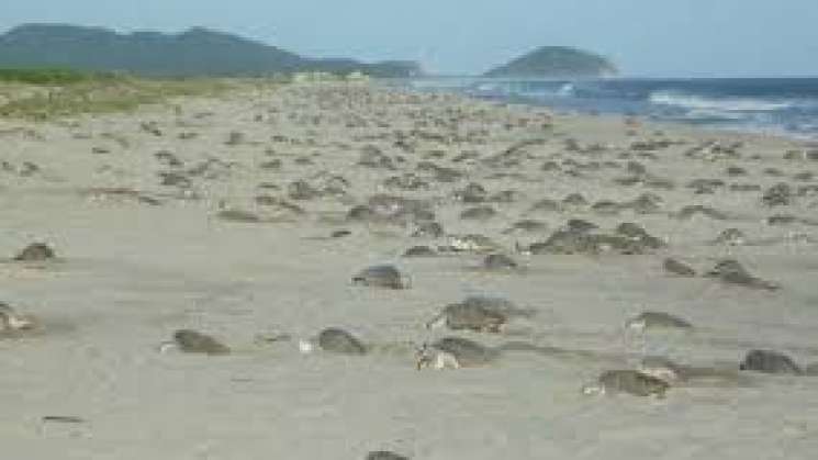 Llegan arribazon de tortugas golfina a costas oaxaqueñas