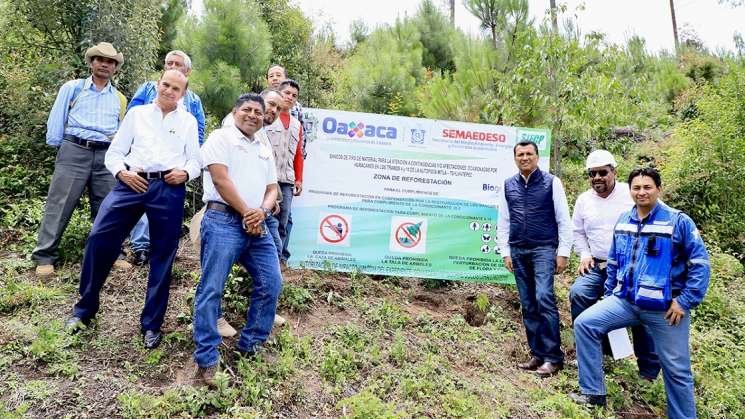 Supervisa Semaedeso reforestación en San Juan Evangelista Analco