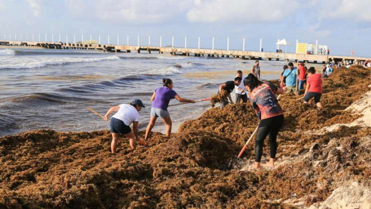 Más de 38 mil toneladas de sargazo recolactan en Quintana Roo