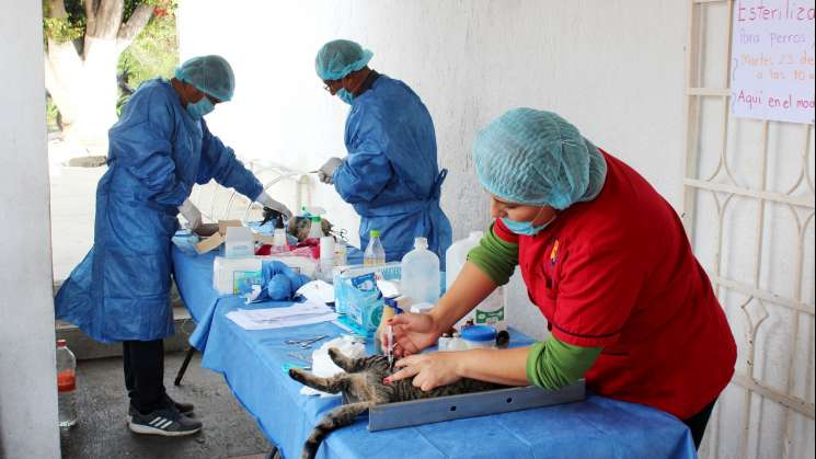 Esterilización en capital oaxaqueña atienden más de 600 mascotas