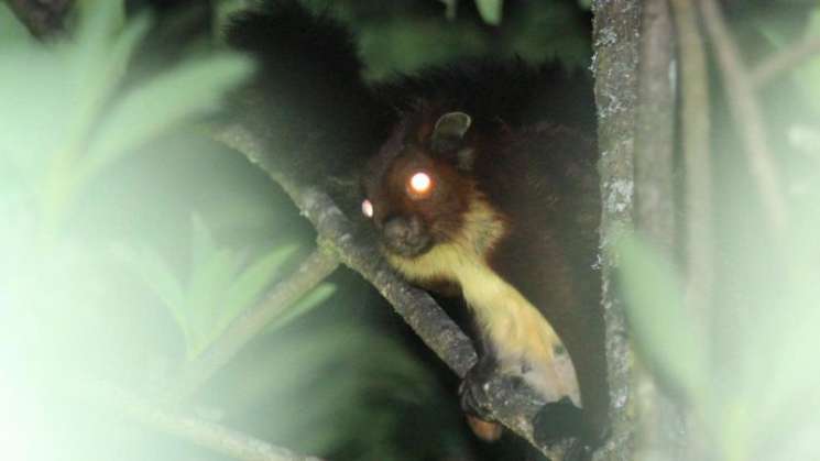 Hallan nueva especie de ardilla voladora en China 