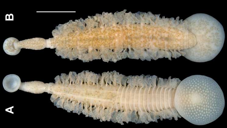  Nueva especie de sanguijuela marina descubierta en Oaxaca