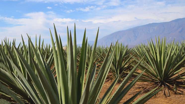 Aclaración sobre Denominación de Origen Mezcal: Economía